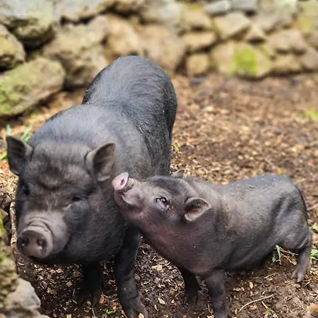 Quinta Do Caminho Da Igreja Ter-casas De Campo