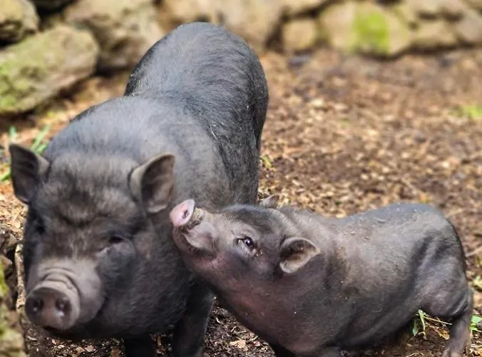 Quinta Do Caminho Da Igreja Ter-casas De Campo